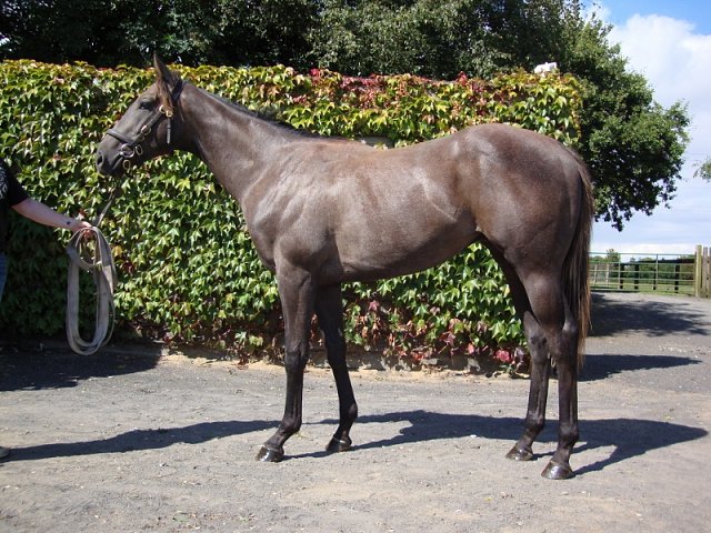 Kraftwork second at Pontefract