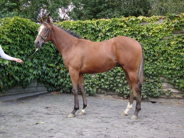Kupa River second at Wolverhampton on 21st January 2019