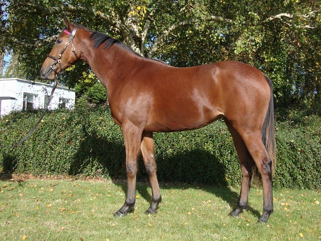 Lady Dora Mae third at Lingfield on 14th January 2026