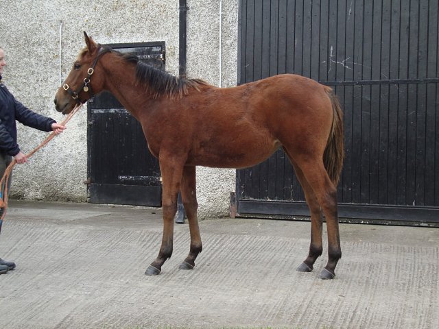 Lady Dora Mae wins at Kempton on 2nd March 2026