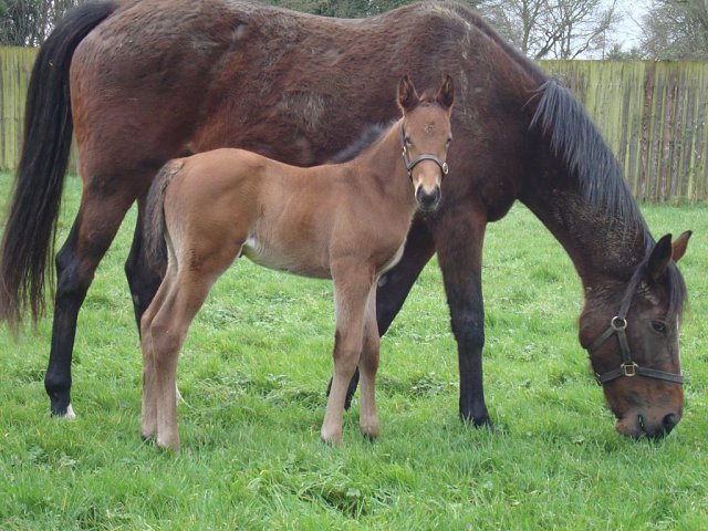 Lady Dora Mae wins at Windsor on 23rd May 2026