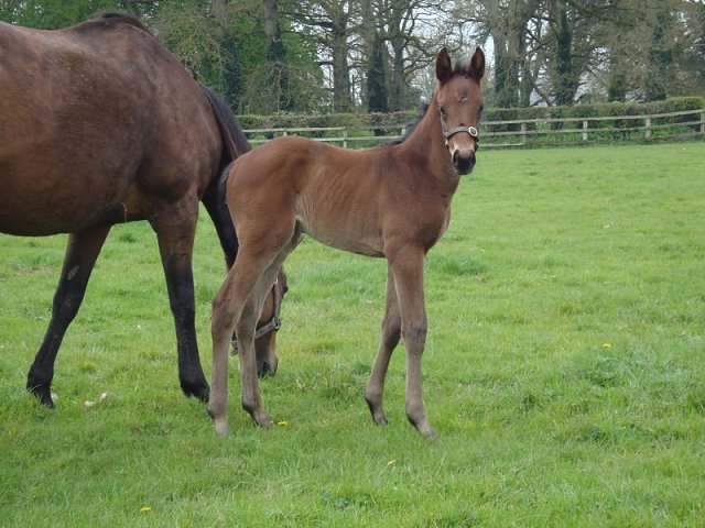 Lady Iwona wins the Polish Oaks on 31st July 2022