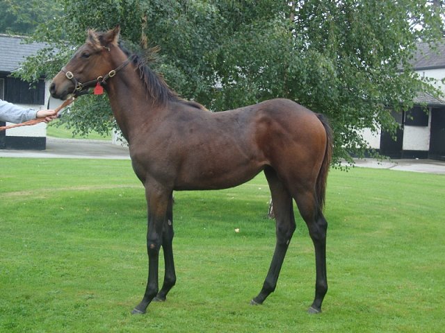 Lady of the Lamp second at Newcastle