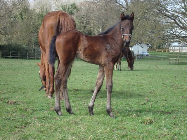 Lady of the Lamp second at Newcastle
