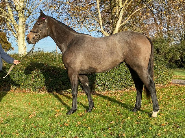 Little Sure Shot second on racecourse debut at Leopardstown on 5th June 2025