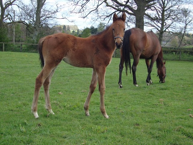 Lansky wins on racecourse debut