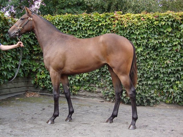 Lavender wins at Santa Anita on 10th January 2020