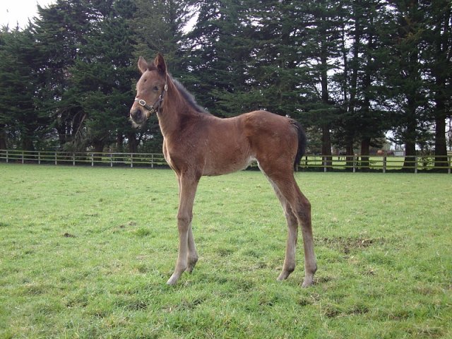 Lavender second on racecourse debut at Listowel on 14th September 2018