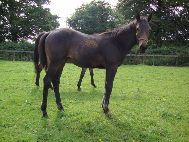 Lavender's Blue wins Listed Race at Kempton on 5th April 2021