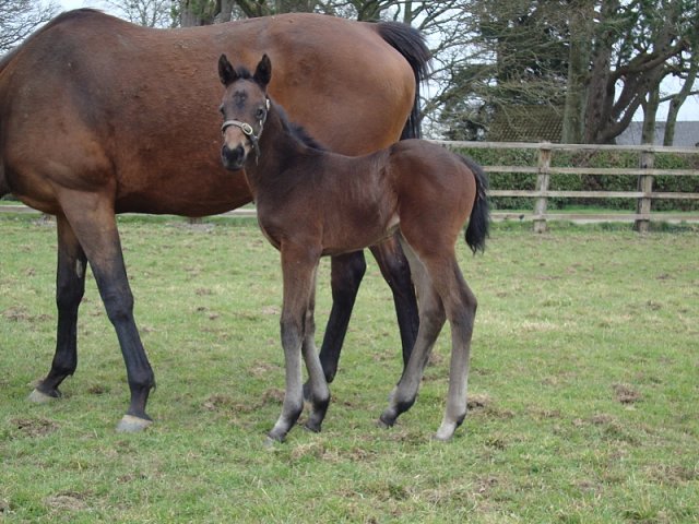 Lavender's Blue second in Listed Race on 18th May 2019