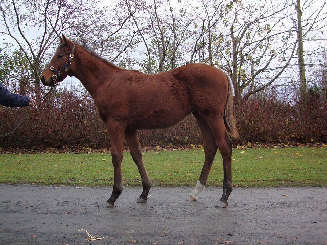 Le Blue Et Noir wins at La Zarzuela