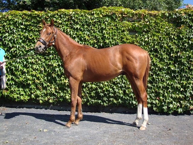 Le Roi Du Temps second at Leicester