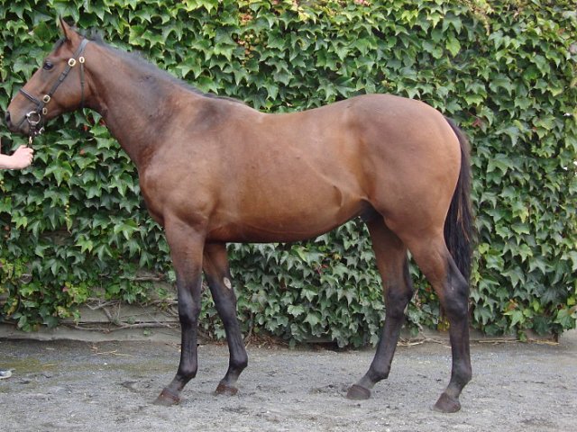 Liberal second at Santa Anita on 17th January 2022