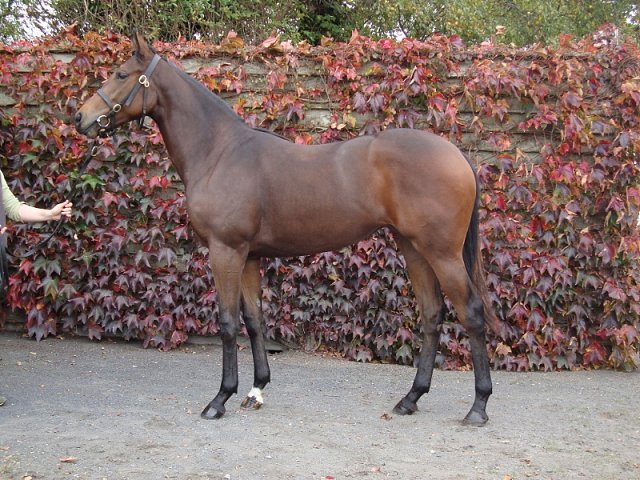 Light Blush third in Listed Race at Meydan on 27th February 2020
