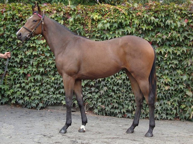 Light Blush wins on racecourse debut at Newmarket on 13th July 2019