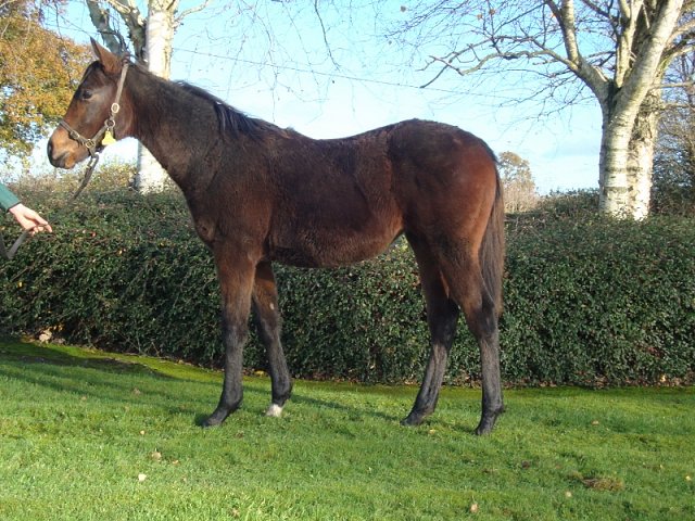 Light Blush second in Listed Race on 25th July 2019