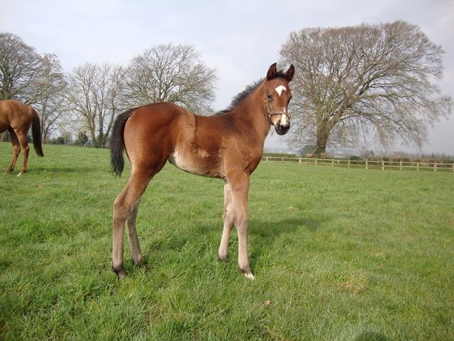 Light Blush second in Listed Race at Dusseldorf on 4th October 2020