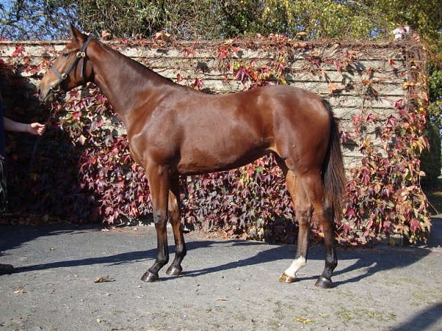 Lismore second at Lingfield on Friday 19th June