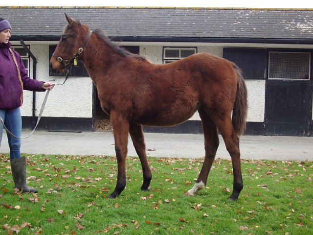 Lismore second in Listed Race at Gowran Park on 5th May 2021