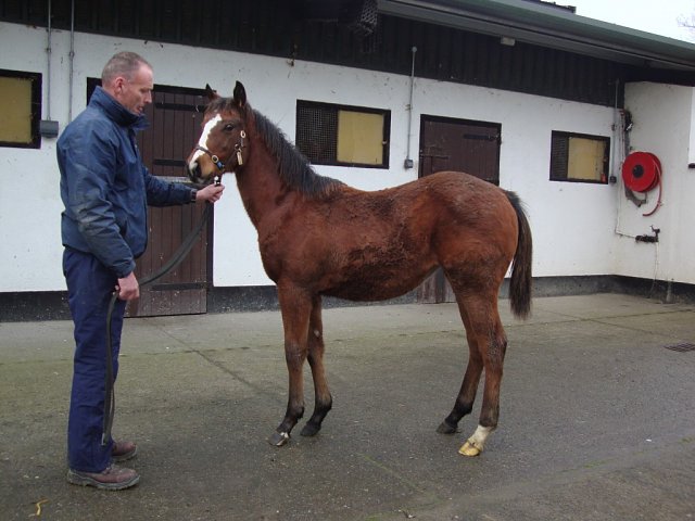 Little Bittern wins at Southwell on 17th January 2025