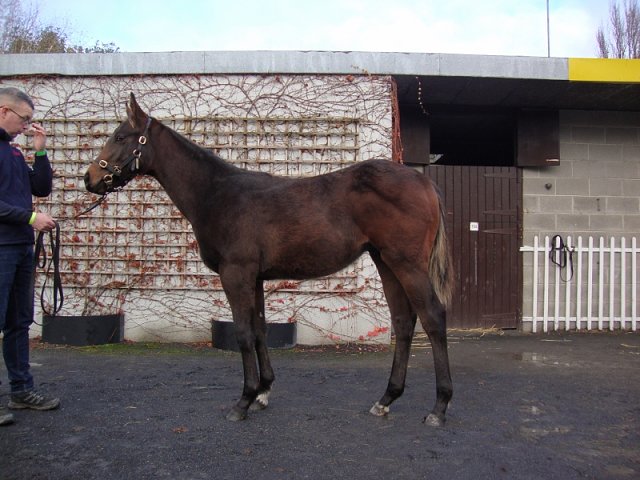 Louis Barthas 3rd on racecourse debut at Kempton on 15th November 2023