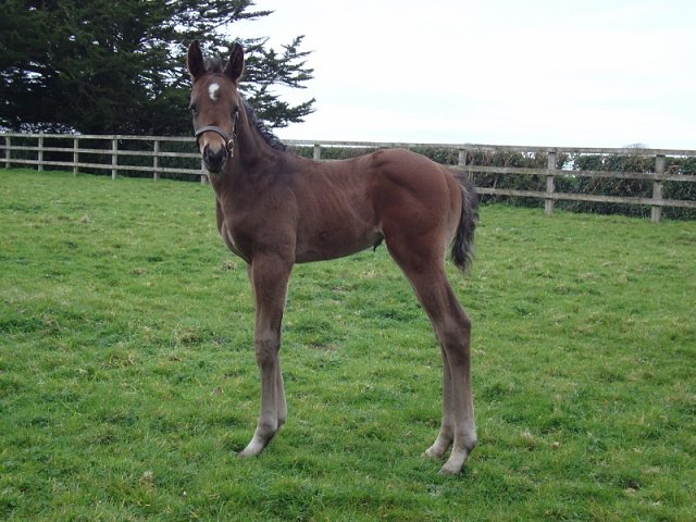Louis Barthas 3rd on racecourse debut at Kempton on 15th November 2023