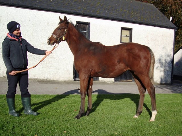 Lovely Mana third at Salisbury on 29th May 2021