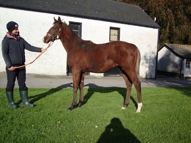 Lovely Mana second at Catterick on 28th May 2022