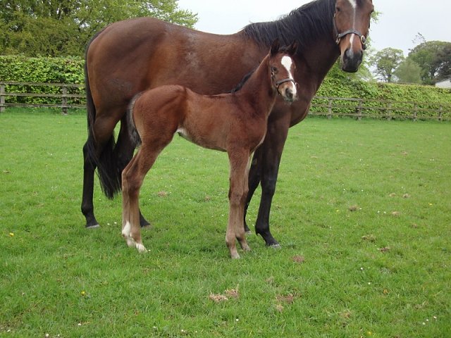 Lovely Mana third at Dundalk on 3rd February 2023