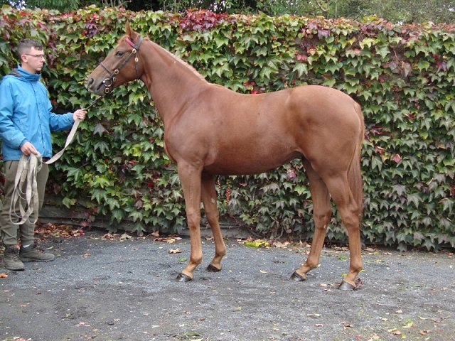 Magna Mater wins at Clairefontaine on 28th July 2020