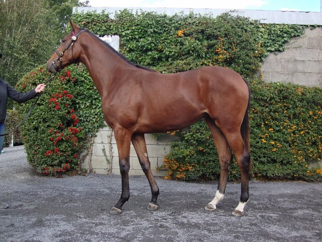 Magnolia Springs wins on racecourse debut at Newbury