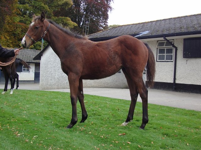 Malrescia second at Newmarket on 29th April 2022