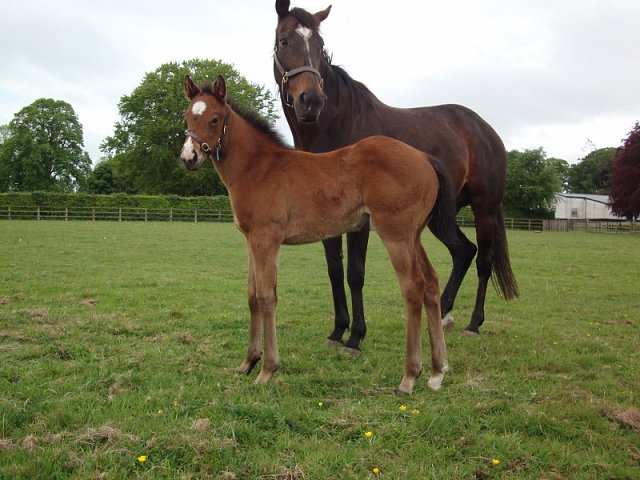 Malrescia second at Newmarket on 29th April 2022