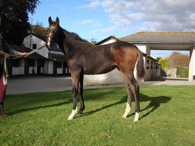 Manwal third at Ballinrobe on 19th July 2021
