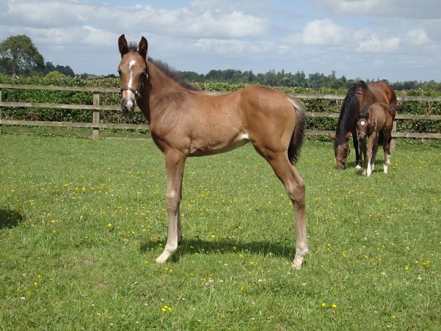 Manwal third at the Curragh on 13th August 2021
