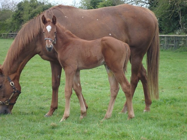 Marco Aurelio second at La Zarzuela, Spain on 18th September 2025