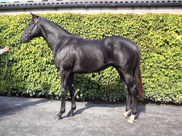 Marie's Diamond second in Listed Race at Meydan on 28th January 2022