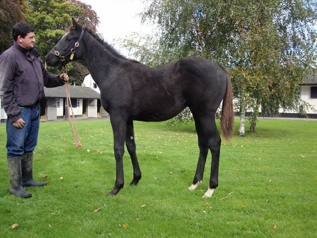 Marie's Diamond second in Listed Race at Meydan on 28th January 2022