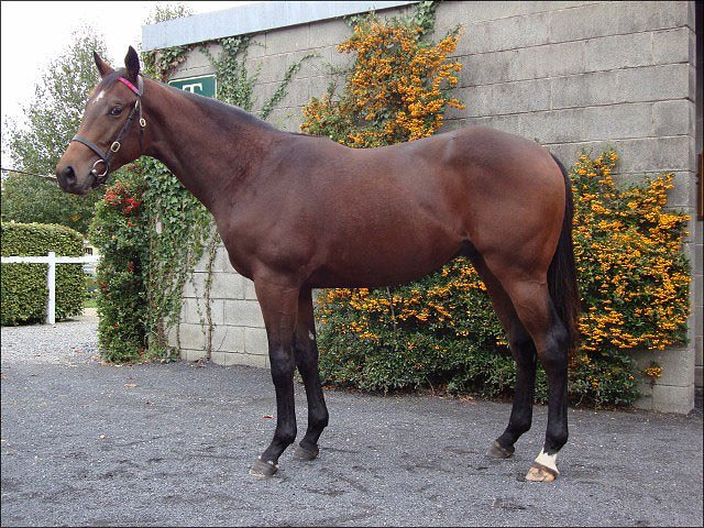 Mariner's Cross third at Meydan