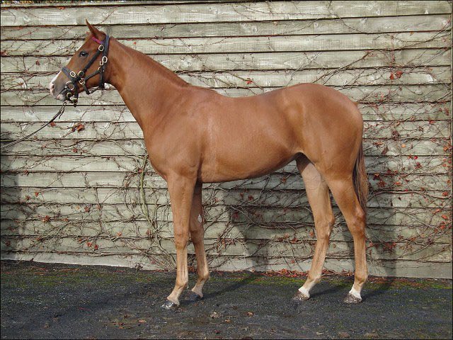 Marsh Daisy wins at Ascot