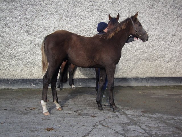 Master Spy third at Newcastle on 18th October 2019