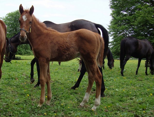 Masterwin wins Listed Race at San Siro on 13th June 2020