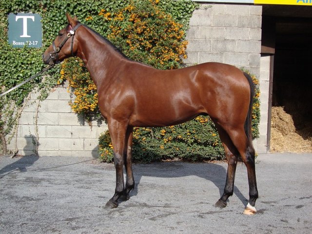 Merhoob second at Lingfield on Saturday 12th January 2019