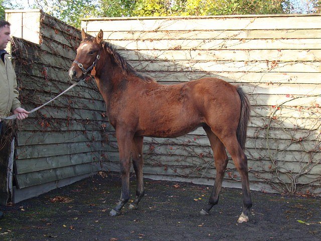 Merhoob third at Chelmsford on 28th November 2019