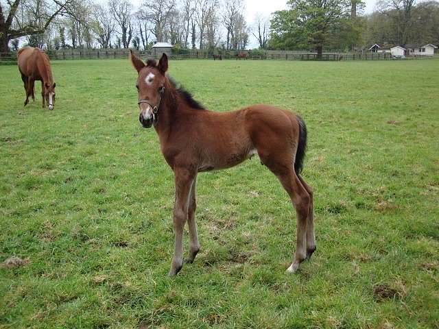Merhoob third at Lingfield on 3rd May 2022