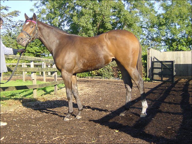 Minute Limit wins at Saratoga