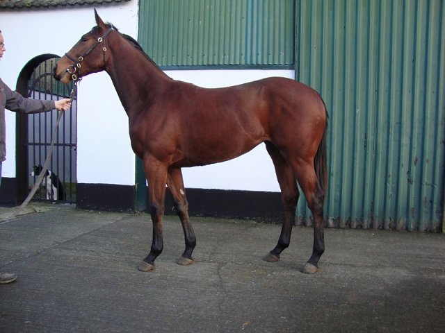 Miss Bluebelle second at Wolverhampton on 9th January 2023
