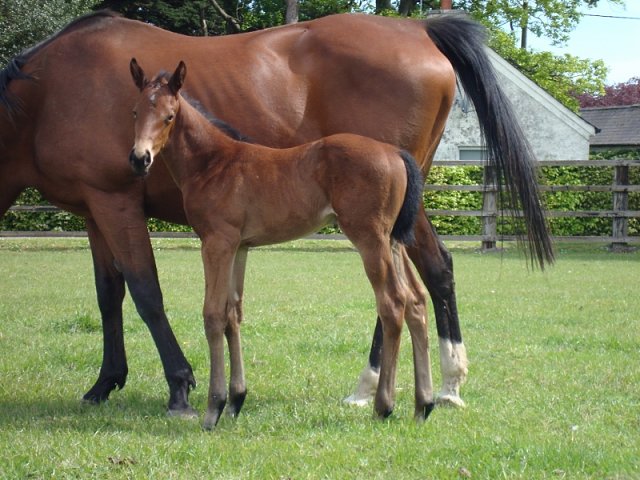 Miss Bluebelle wins at Bath on 23rd August 2023