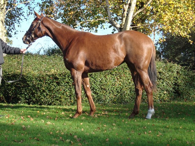 Miss Herschel second at Lingfield on 29th May 2025