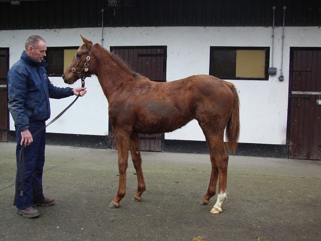 Miss Herschel second at Lingfield on 29th May 2025